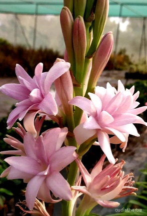 augmented_Polianthes tuberosa flower7_contrast_inc.jpeg